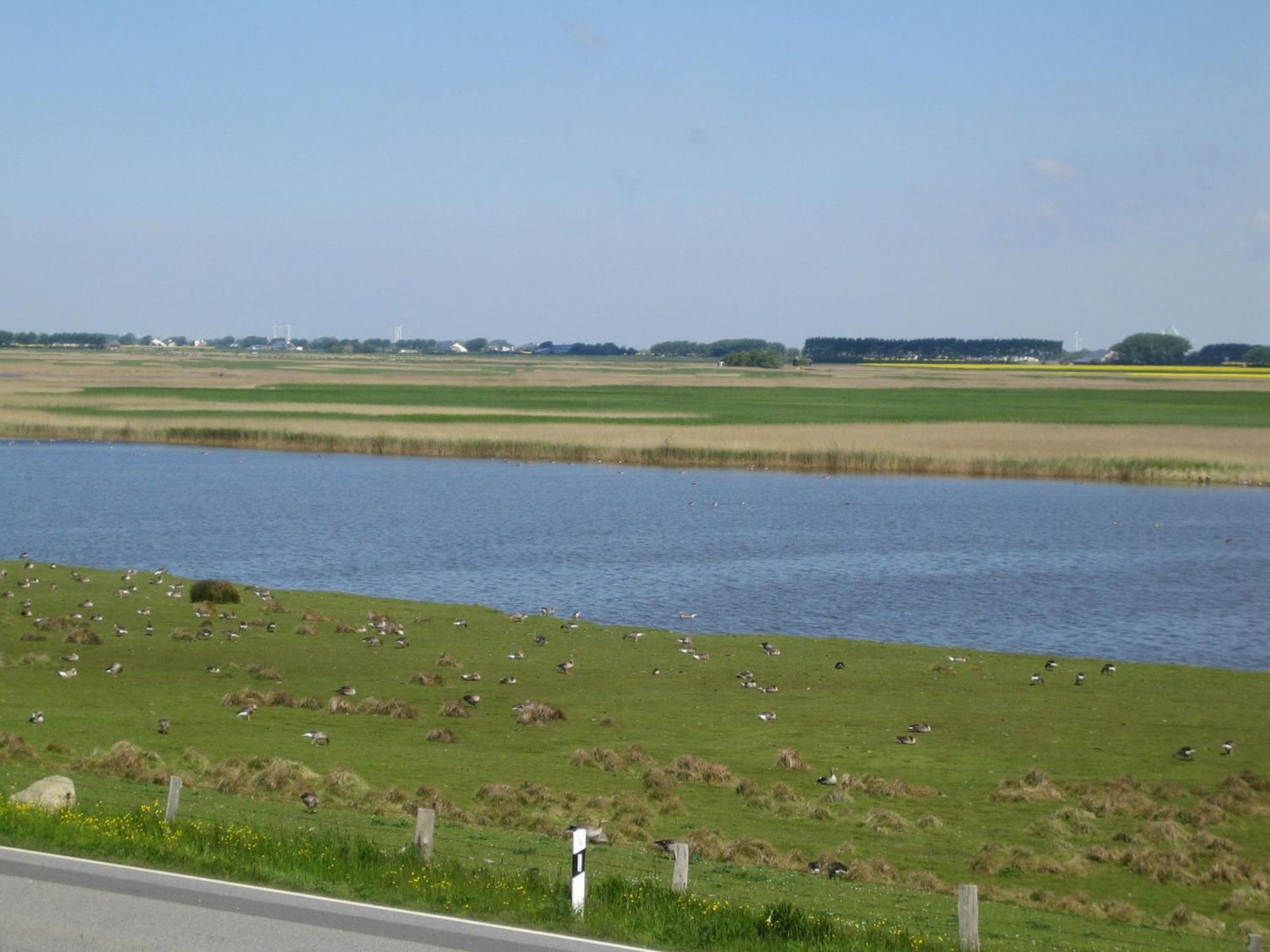 Haus Halligblick, Ferienwohnungen Am Wattenmeer, Whg Langenness Dagebüll Exterior foto