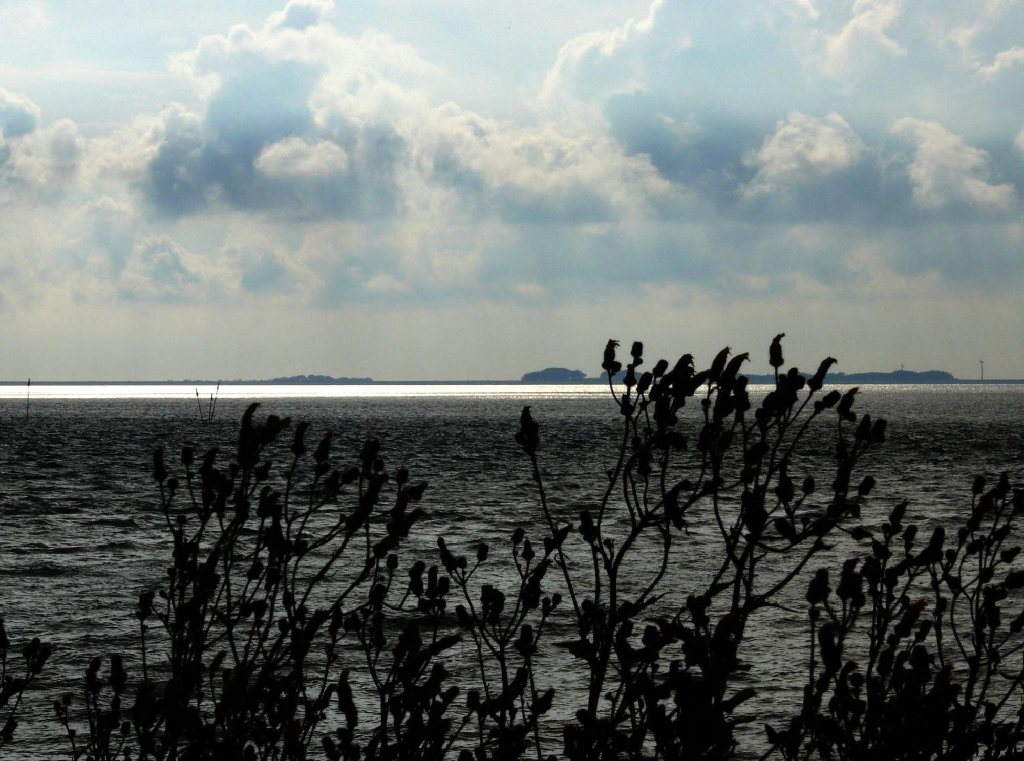 Haus Halligblick, Ferienwohnungen Am Wattenmeer, Whg Langenness Dagebüll Exterior foto